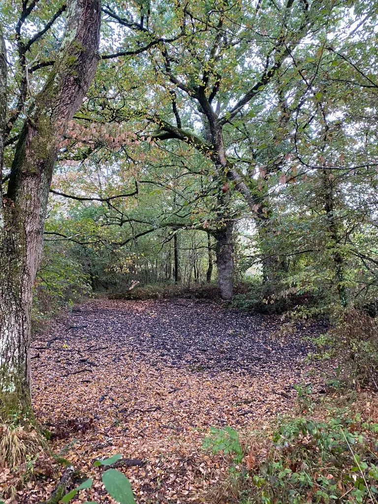 Forge in France -woods