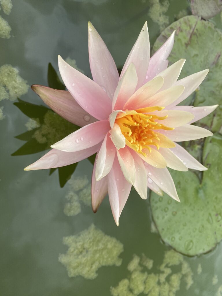 Wellness and yoga retreat at Forge in France — peaceful estate in the Vienne