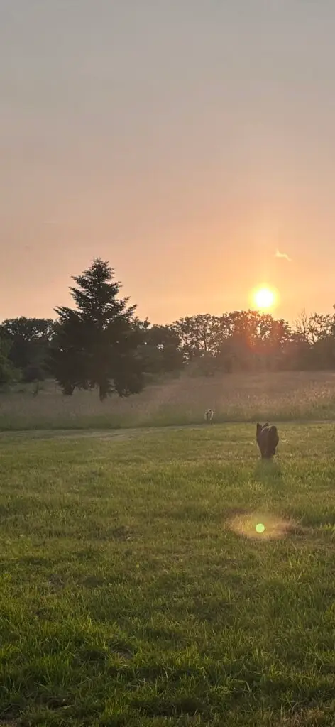 Forge in France - sunset and dog