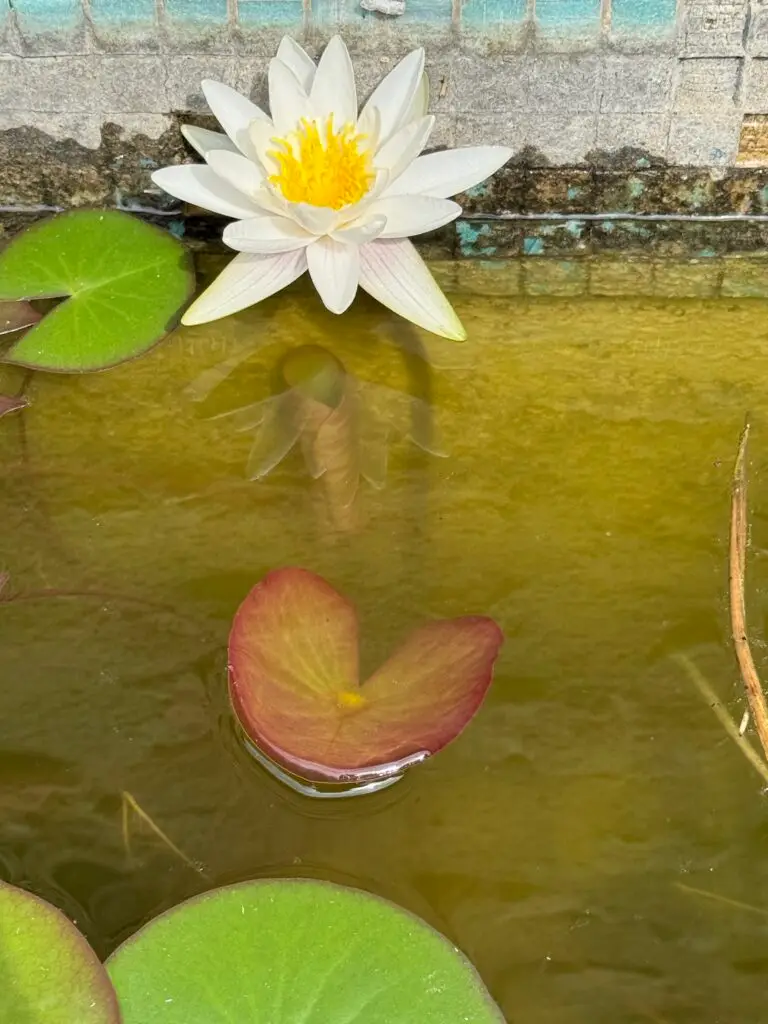 Forge in France -White water lily