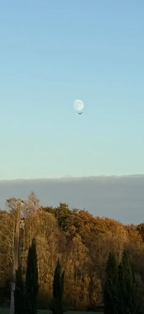 Forge in France - Moon and Bird