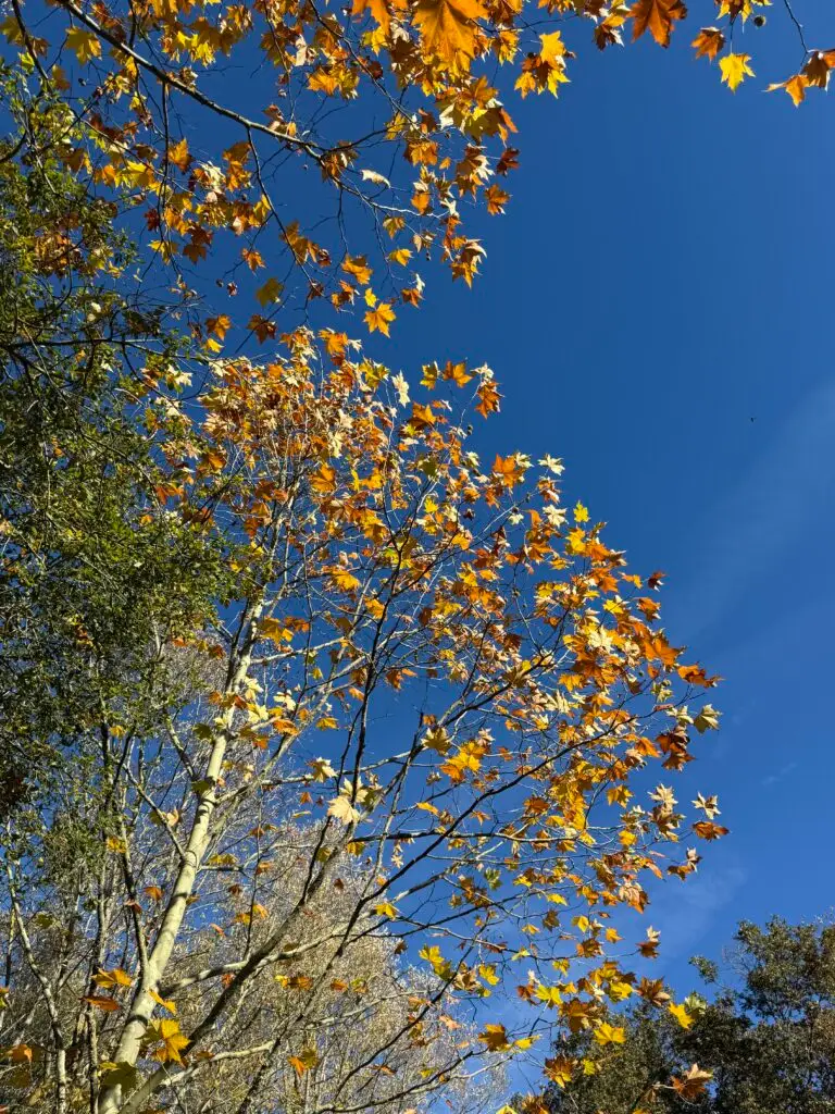 Forge in France - Leaves