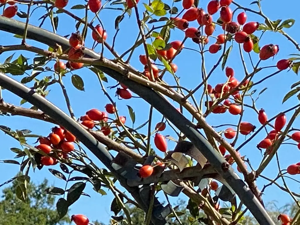 Forge in France - Rose hips
