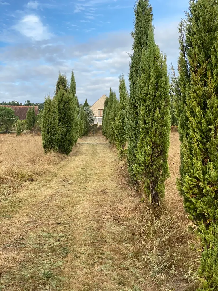 Forge in France - Cyprus tree avenue