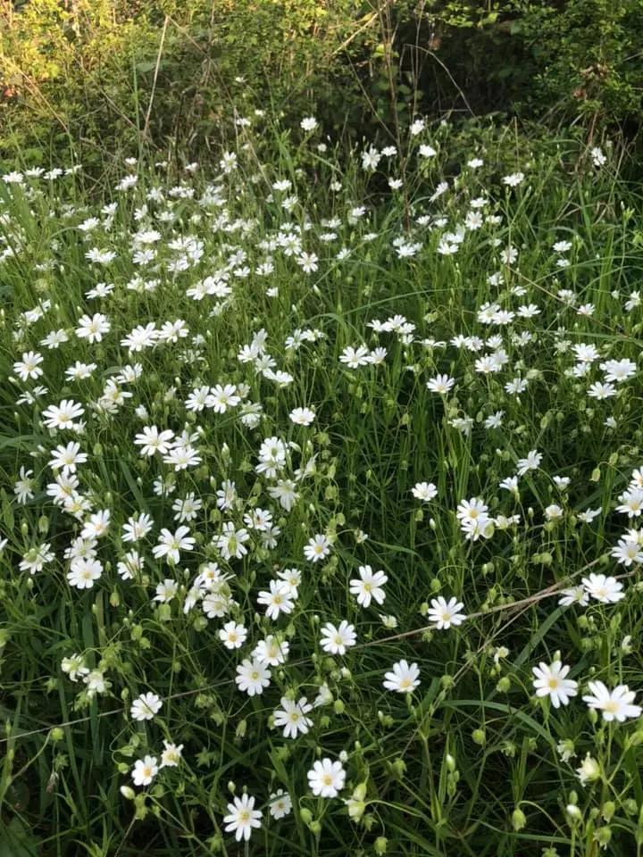 flowers1 forgeinfrance