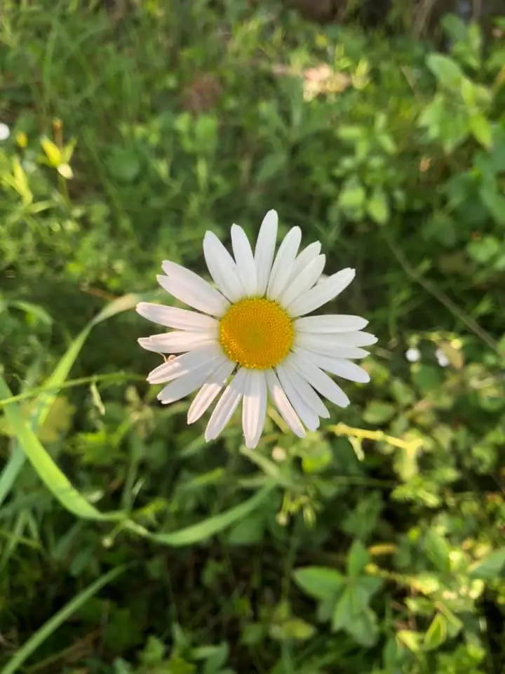 flowers2 forgeinfrance