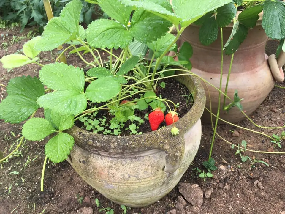 wild strawberries forgeinfrance