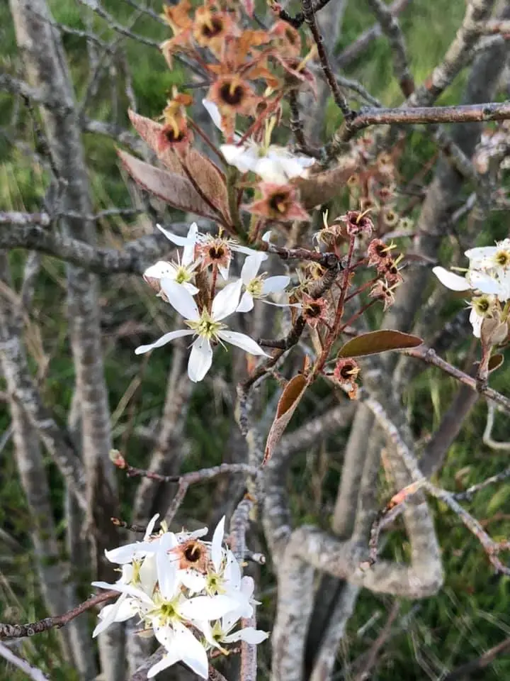 flowers5 forgeinfrance