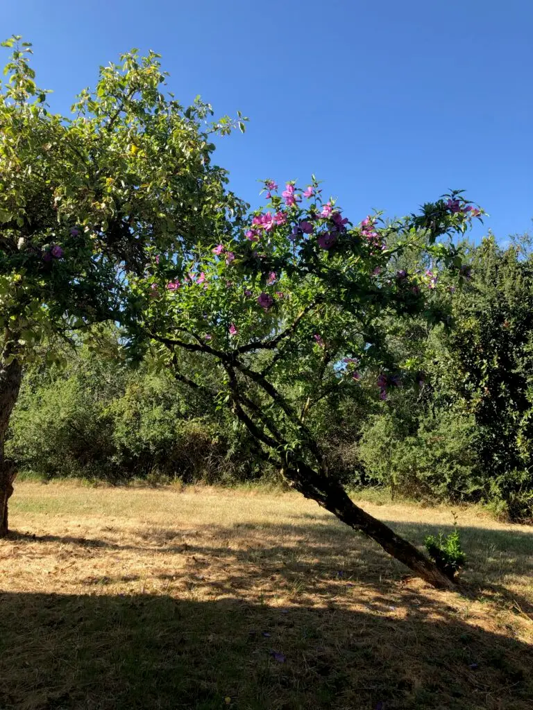 nature flowers garden forgeinfrance