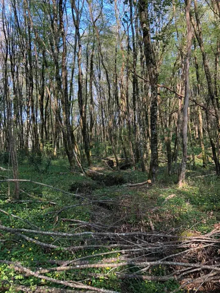 woods1 forgeinfrance